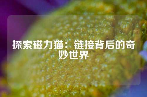 探索磁力猫：链接背后的奇妙世界